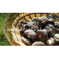 Lower Price Dried Shiitake/ Dried Smooth Shiitake Mushroom